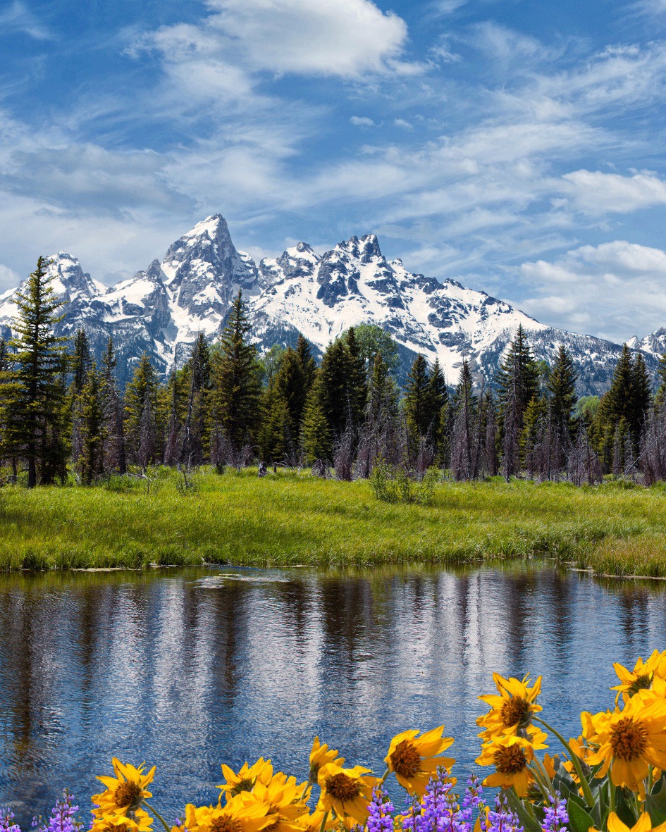 Snow-capped Grand Teton peaks above a green meadow and reflecting pond with yellow wildflowers